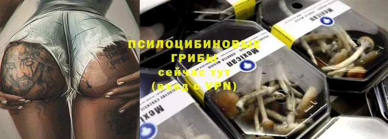 Псилоцибиновые грибы Psilocybe  Коркино 